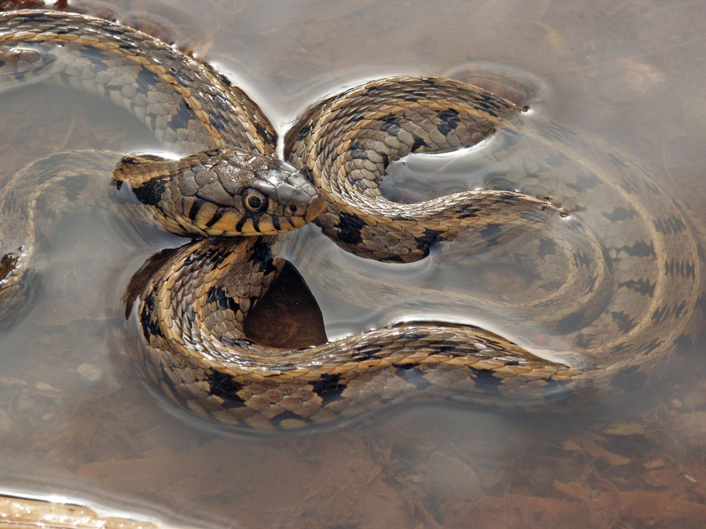 Fuente: Fafner