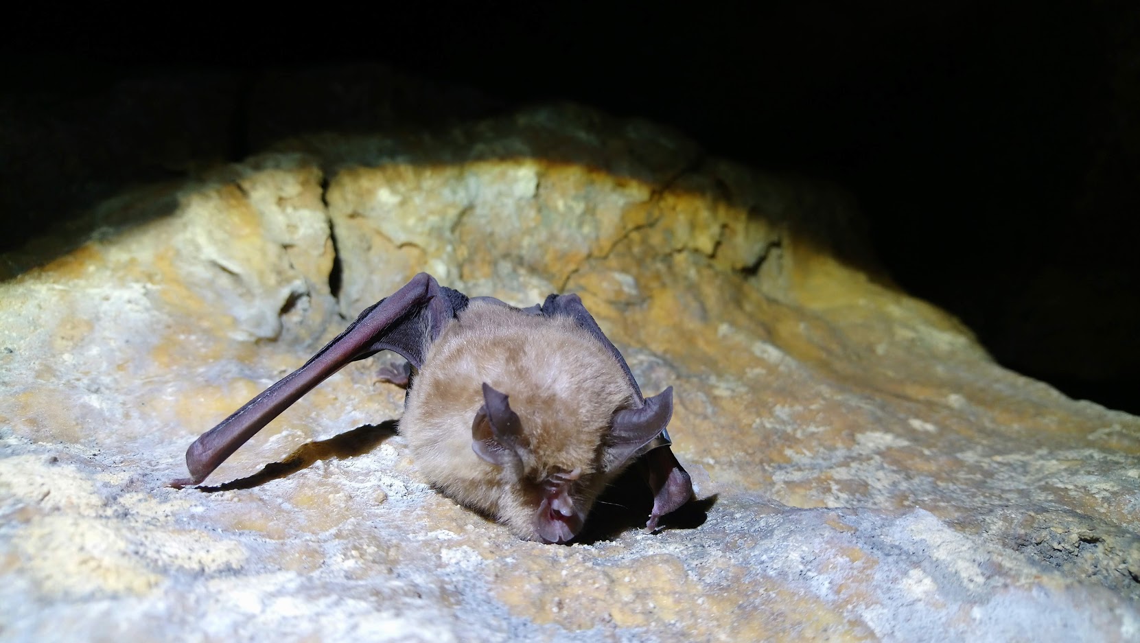 Fuente: Rhinolophusferrumequinum