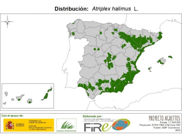 Distribución de Atriplex halimus. Fuente: MITECO