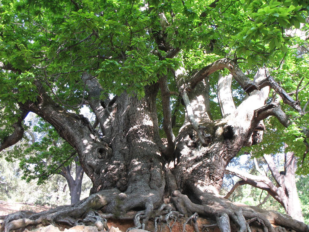 Fuente: tree-species