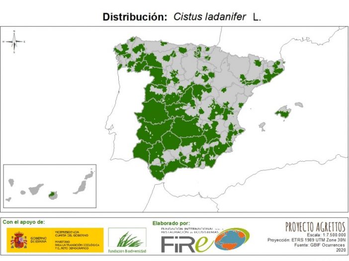 Distribución de Cistus ladanifer. Fuente: MITECO