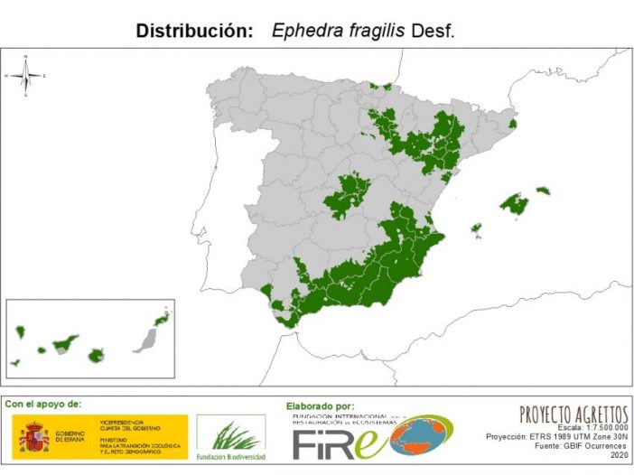 Distribución de Ephedra fragilis. Fuente: MITECO