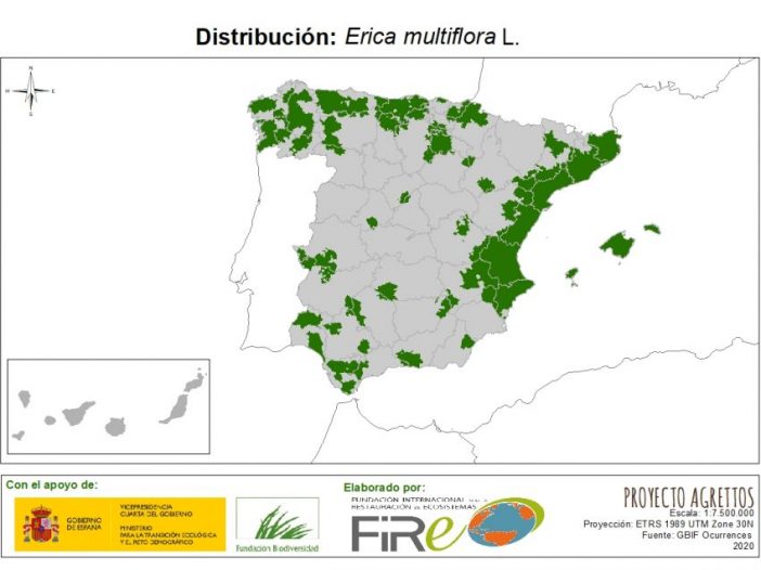 Distribución de Erica multiflora. Fuente: MITECO