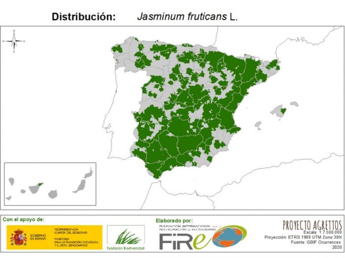 Distribución de Chrysojasminum fruticans. Fuente: MITECO