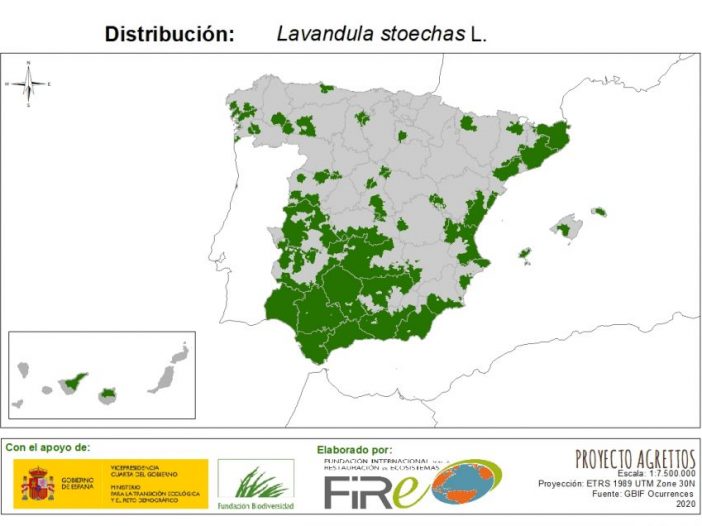 Distribución de Lavandula stoechas. Fuente: MITECO