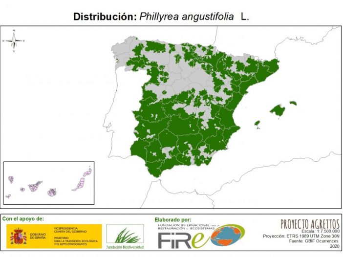 Distribución de Phillyrea angustifolia. Fuente: MITECO