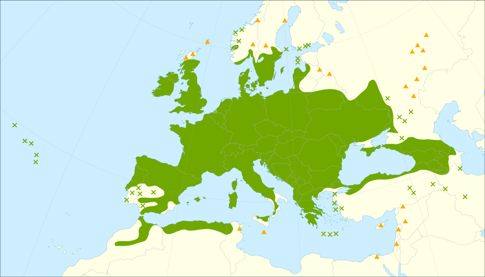 Distribución de Sambucus nigra. Fuente: Giovanni Caudullo