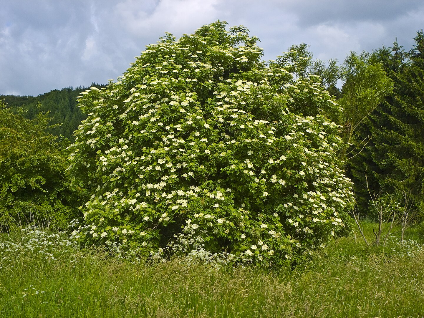Fuente: Willow