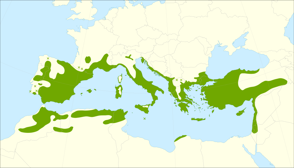 Distribución de Pistacia terebinthus. Fuente: Giovanni Caudullo
