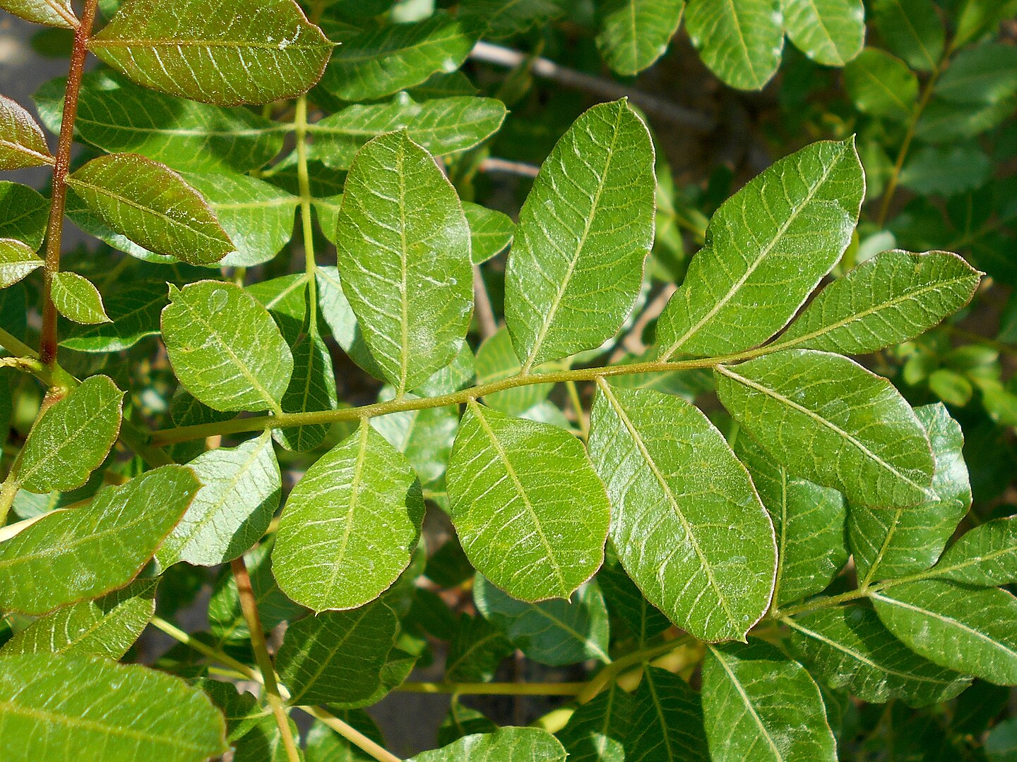 Fuente: Salicyna