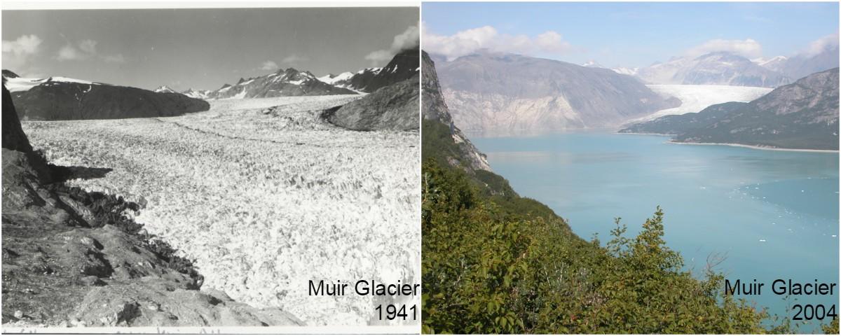 Imagen comparativa que muestra la evolución del glaciar Muir entre 1941 y 2004. Fuente: NOAA