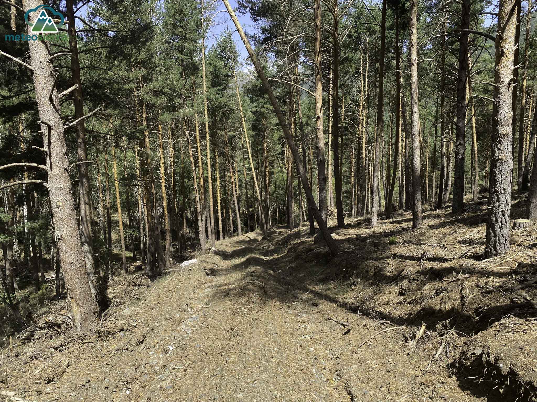 Ya en el tramo de pinos