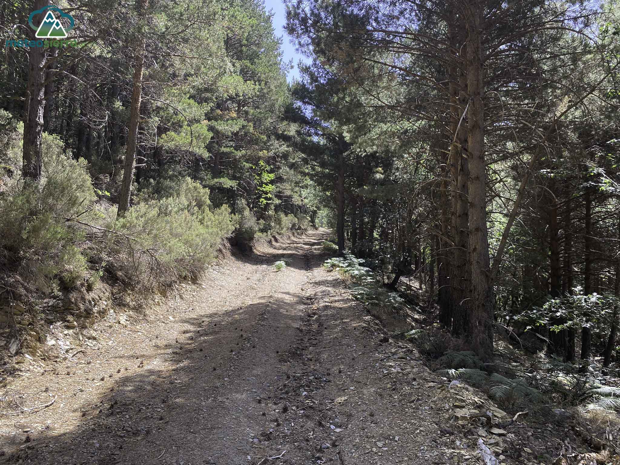 Comenzamos la ascensión por la pista