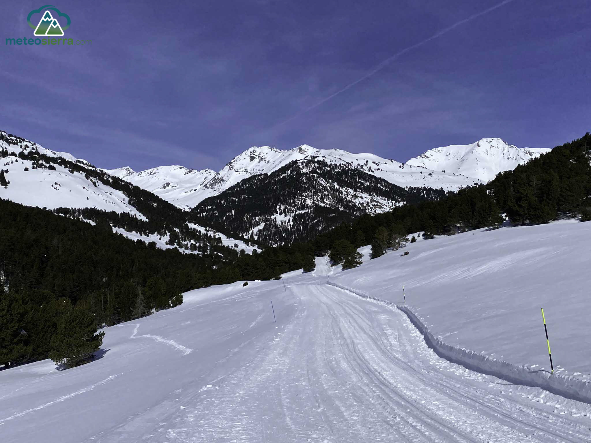 Poco a poco nos vamos metiendo dentro del inmenso pinar