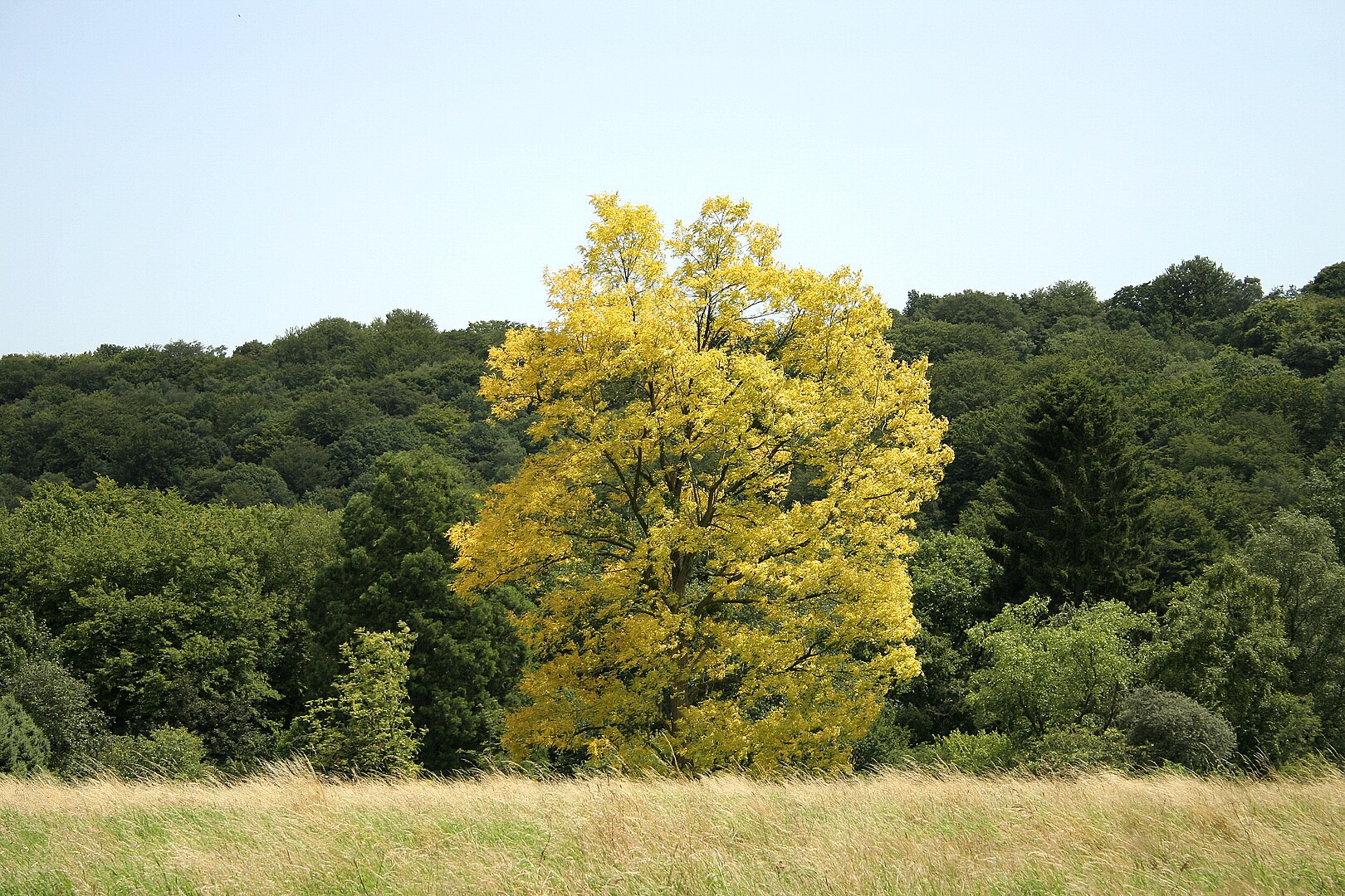 Robinia pseudoacacia