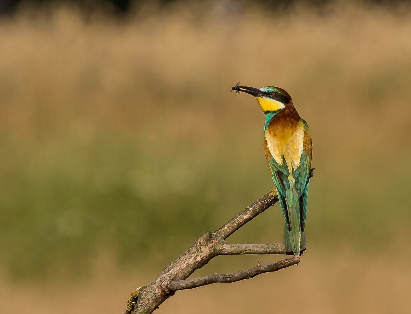 Abejarruco Europeo (Merops apiaster)