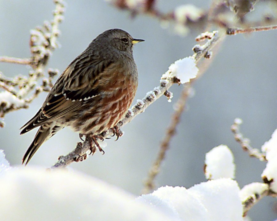 Acentor Alpino (Prunella collaris)