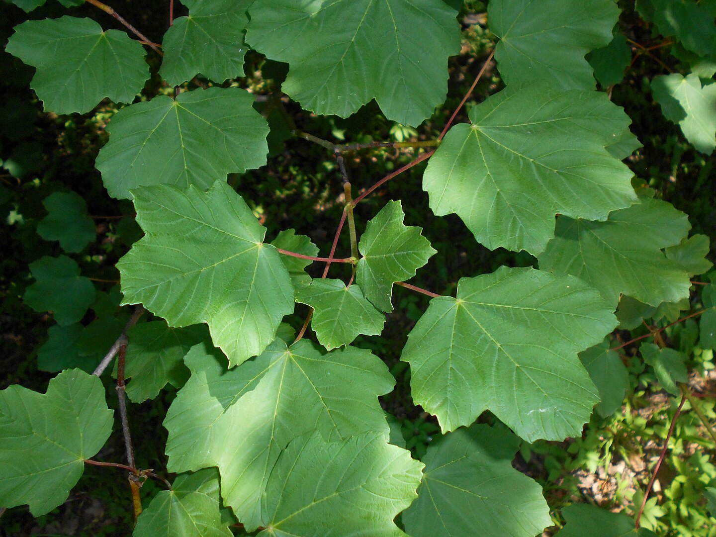 Acer opalus