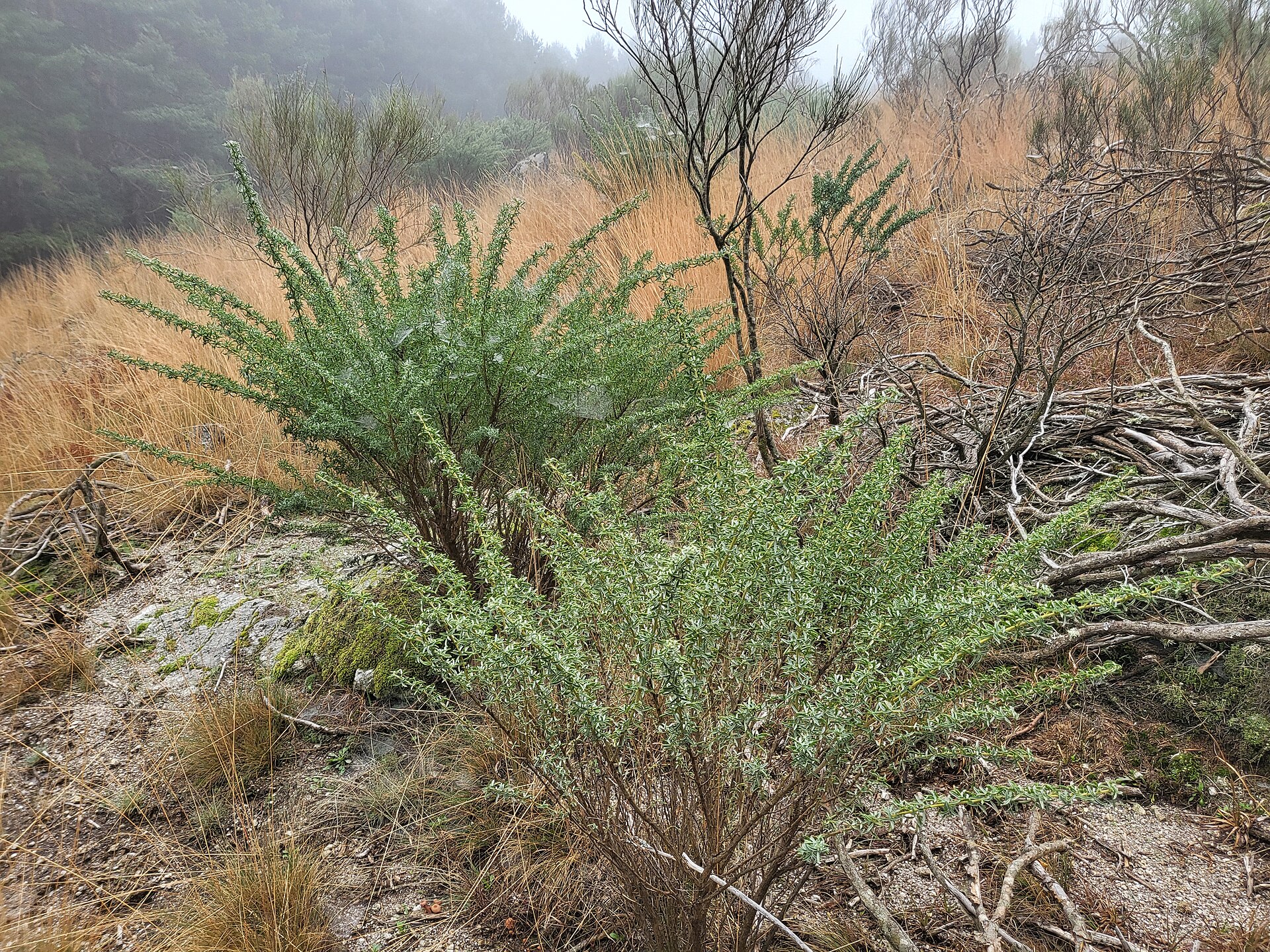 Adenocarpus hispanicus