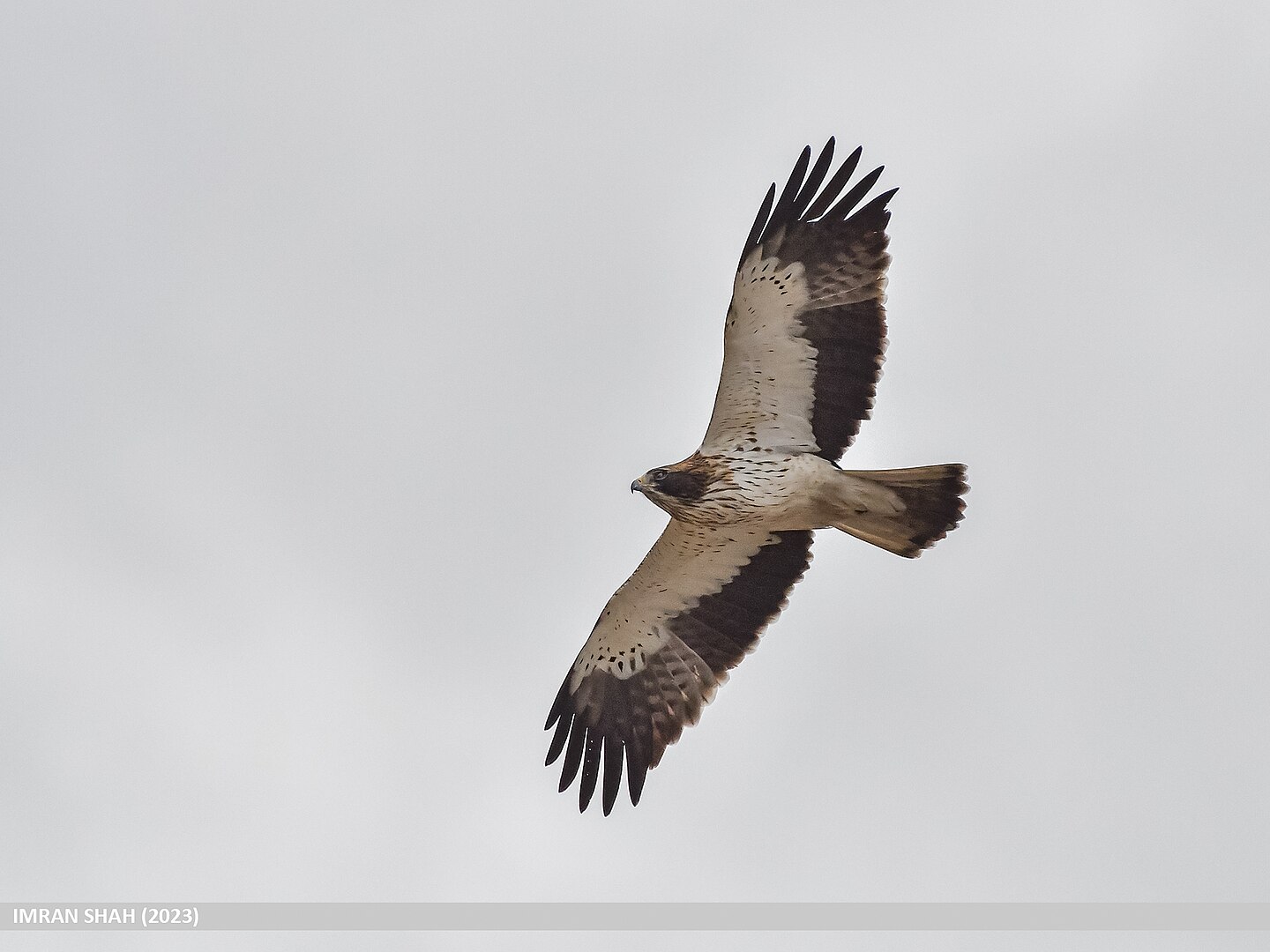 Aguililla Calzada (Hieraaetus pennatus)