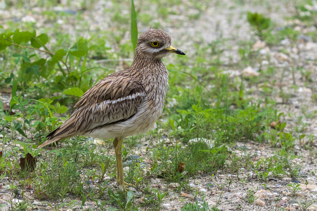 Alcaraván (Burhinus oedicnemus)