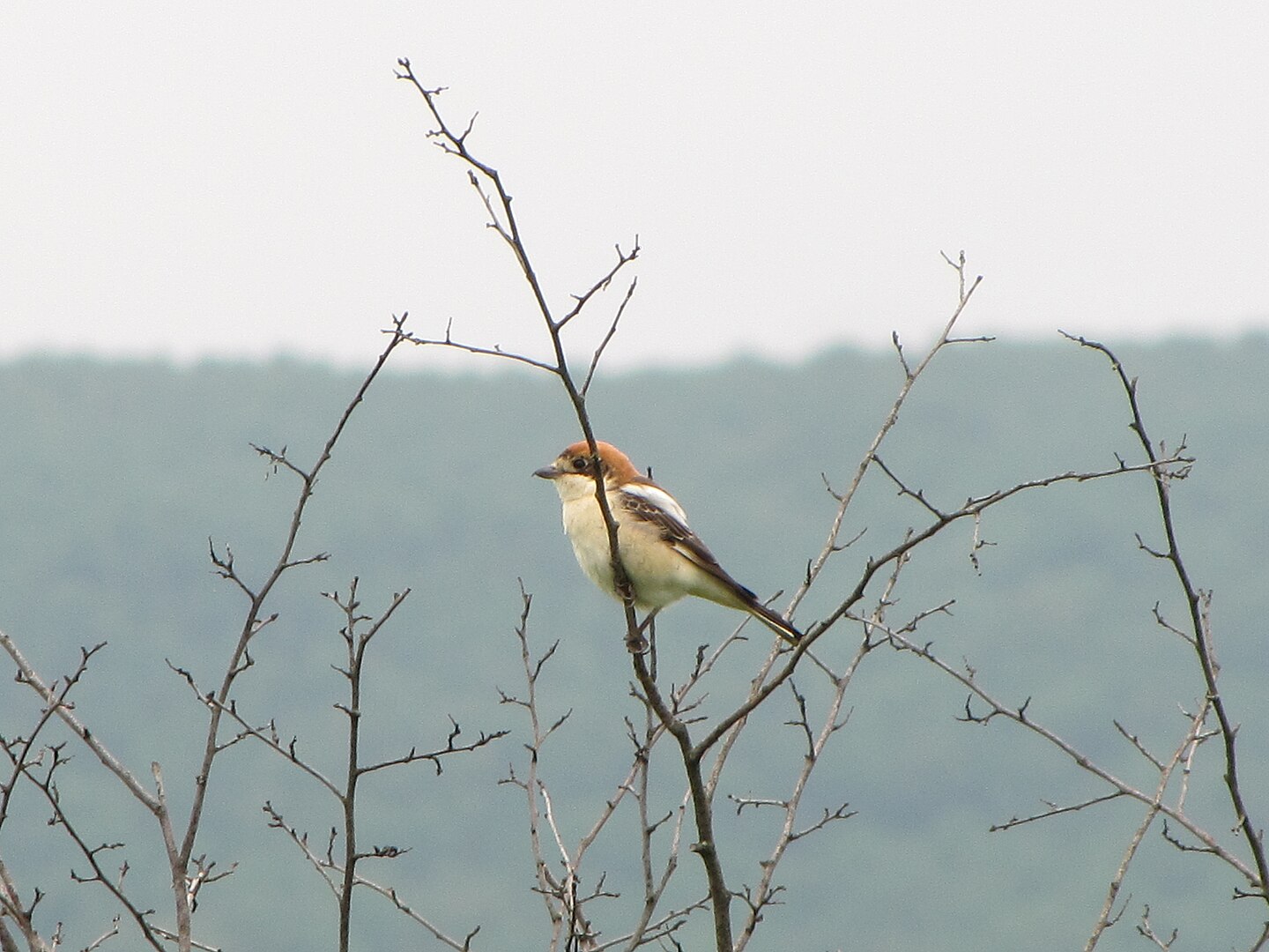 Alcaudón Común (Lanius senator)