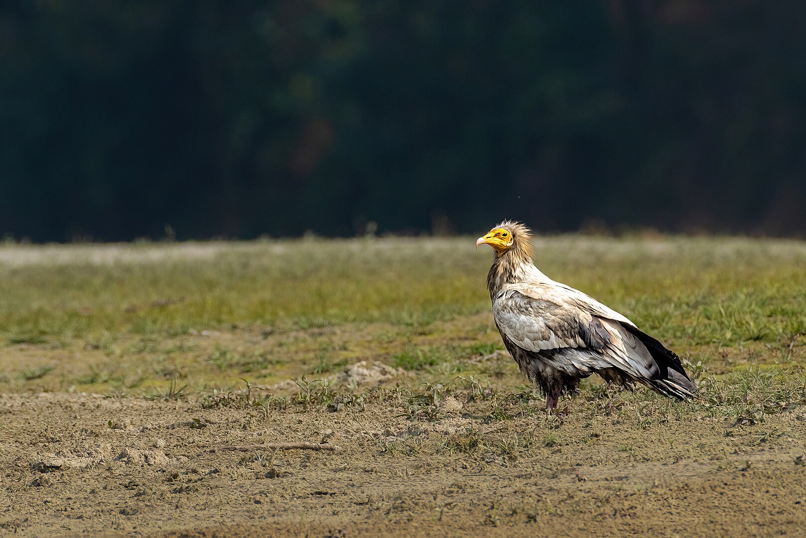Alimoche Común (Neophron percnopterus)