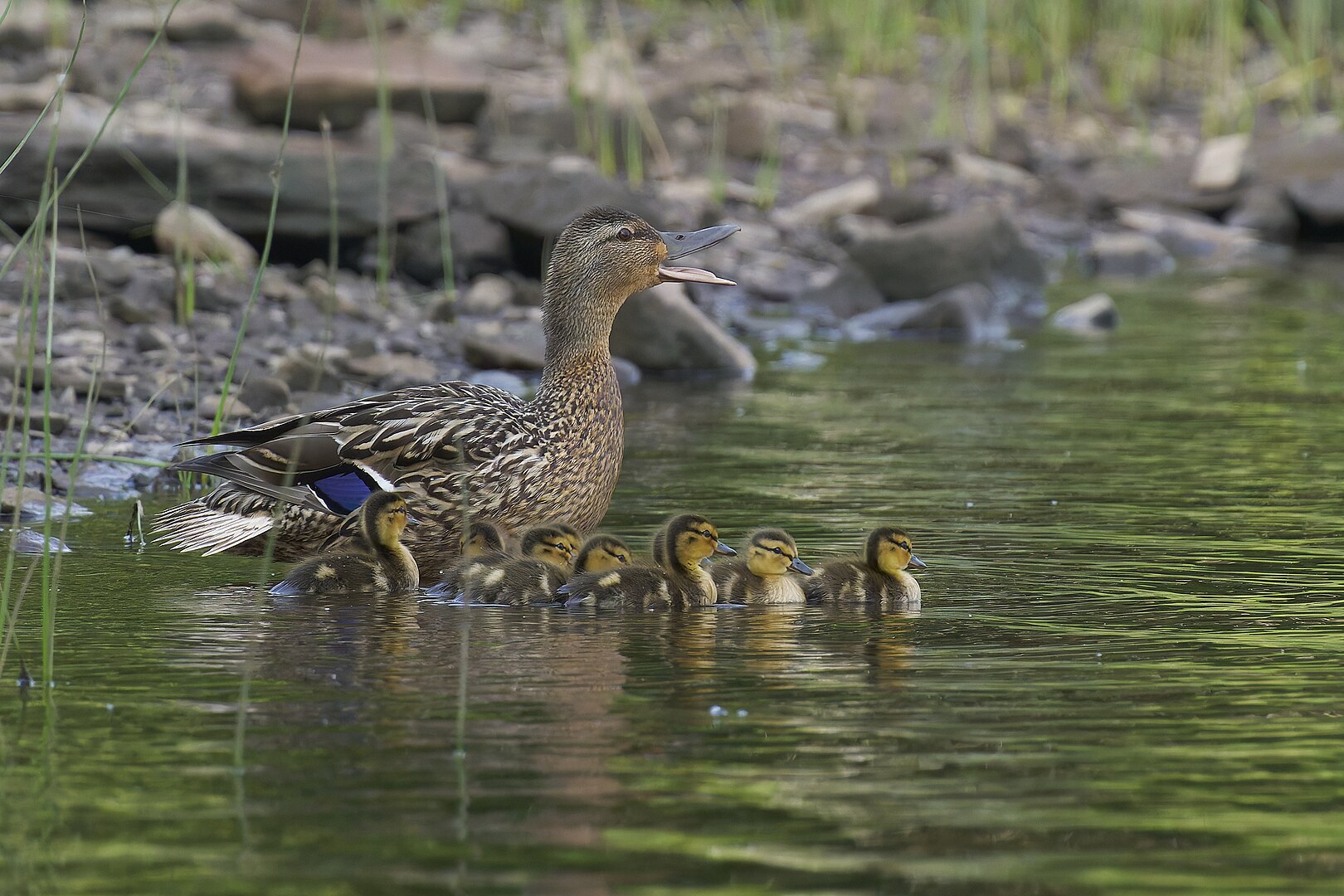 Ánade Azulón (Anas platyrhynchos)