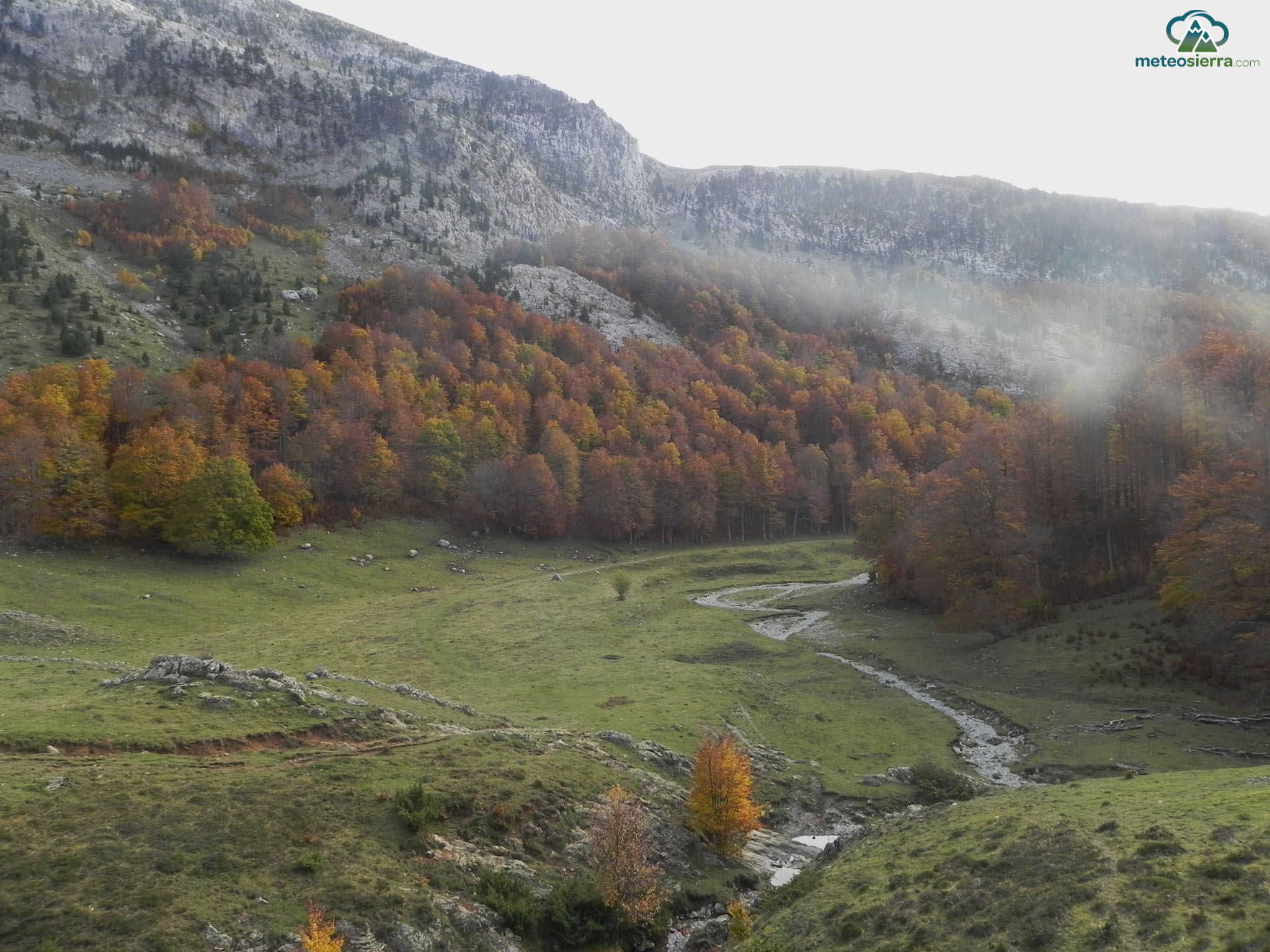 Análisis de la defoliación en la Península Ibérica. Parte 3: Estudio climático en masas de Haya y Pino Silvestre
