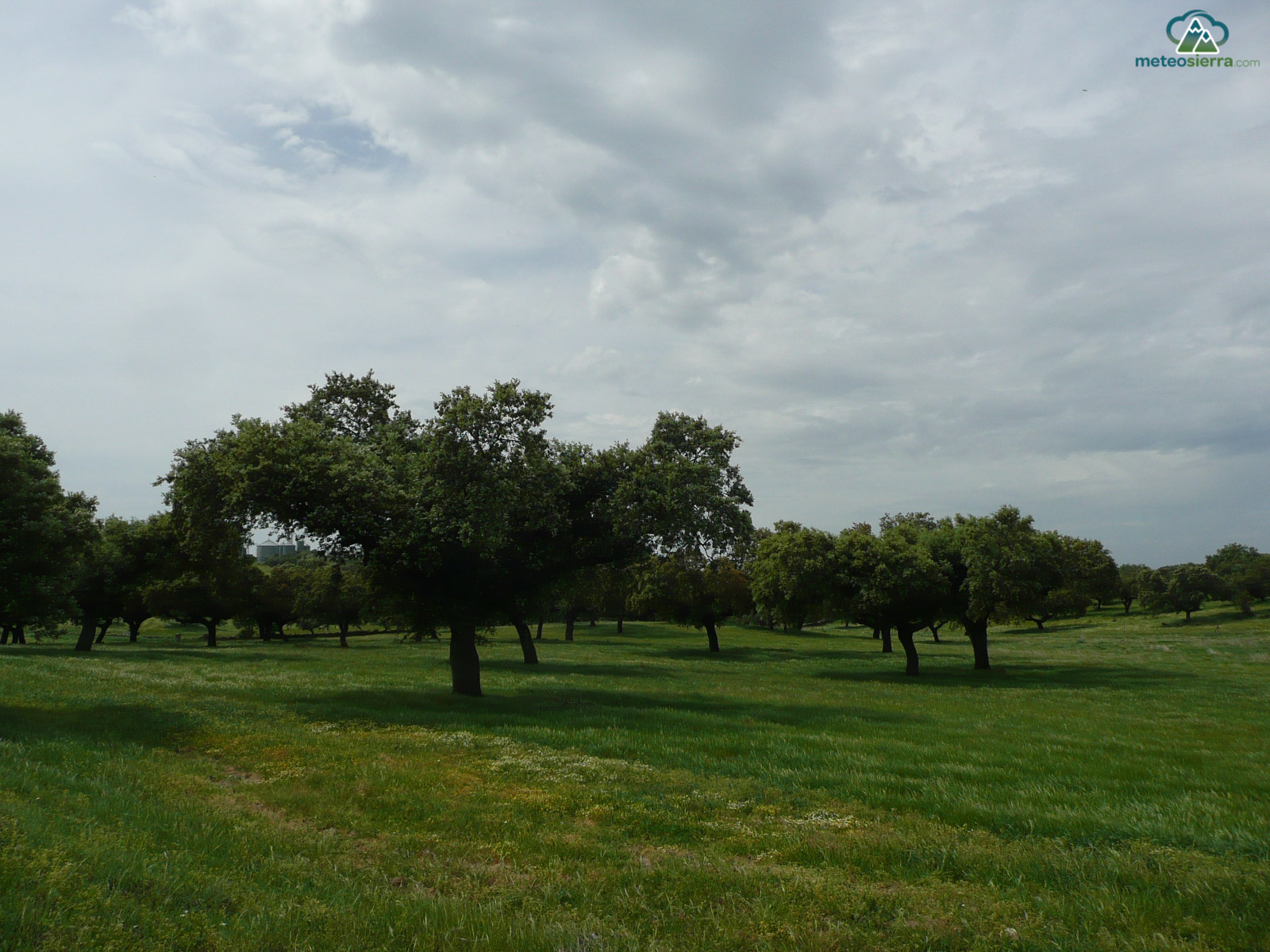 Análisis de la defoliación en la Península Ibérica. Parte 4: Estudio climático en masas de Encina y Pino Carrasco
