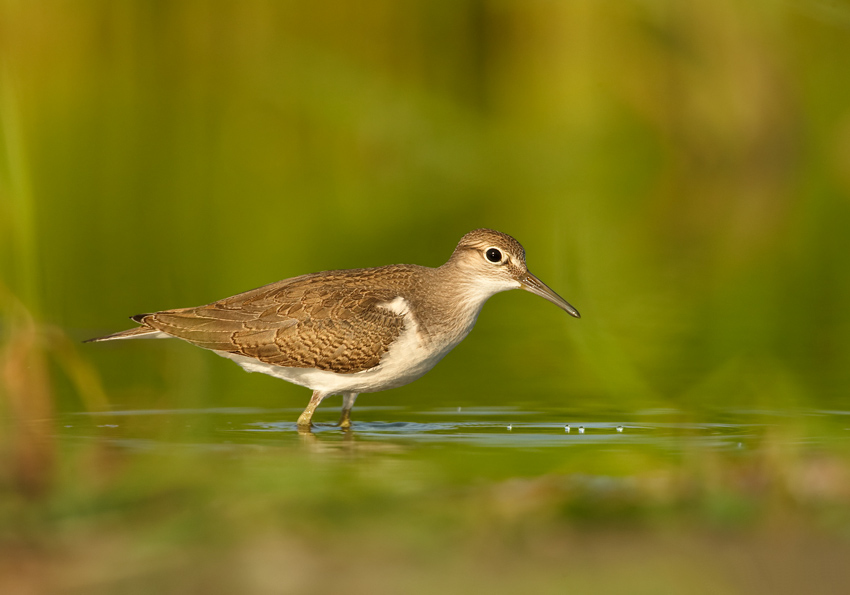 Andarríos Chico (Actitis hypoleucos)