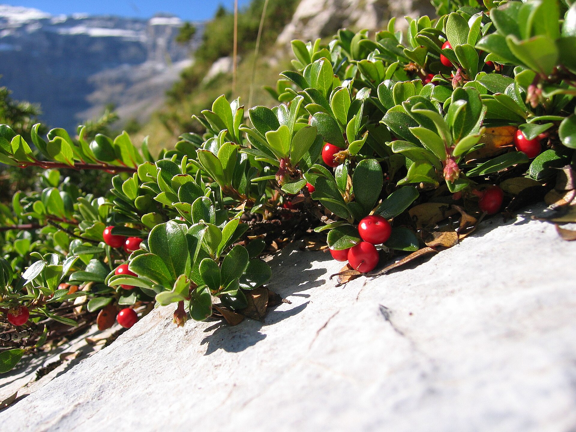 Arctostaphylos uva-ursi