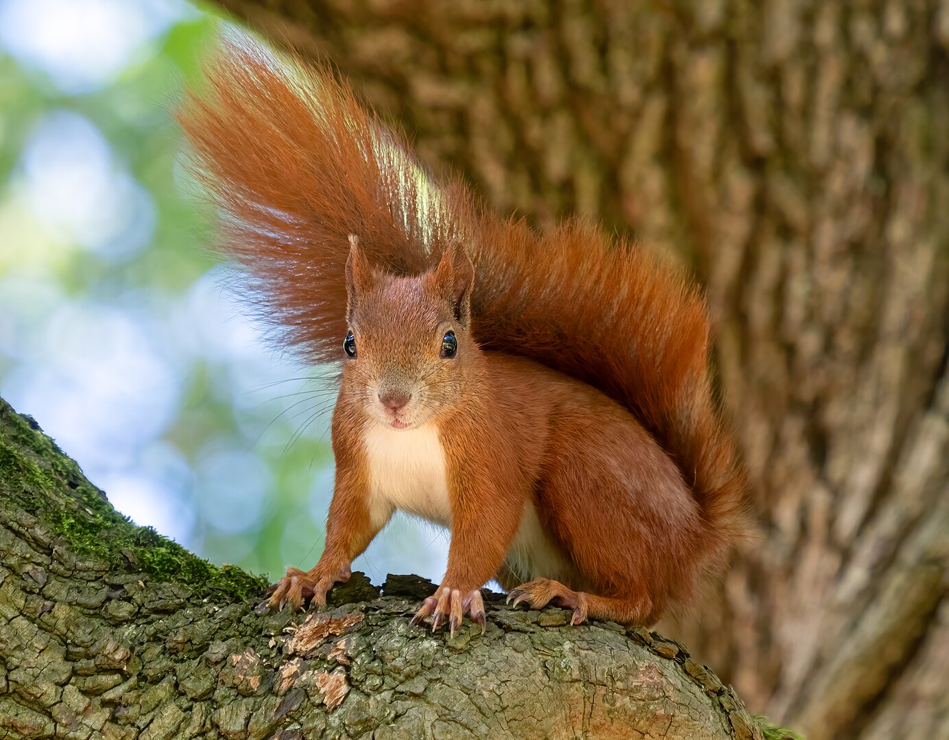 Ardilla Roja (Sciurus vulgaris)