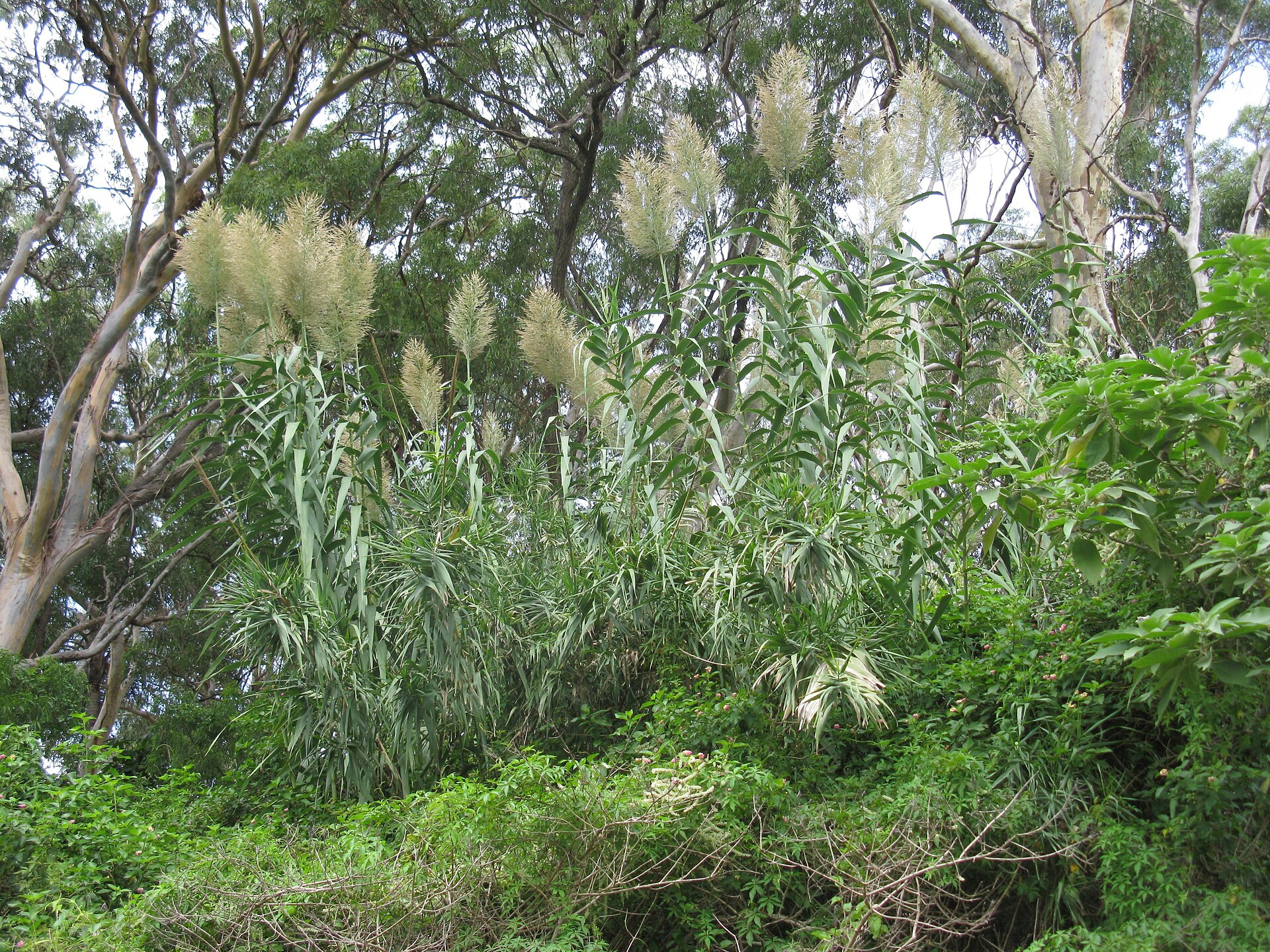 Arundo donax