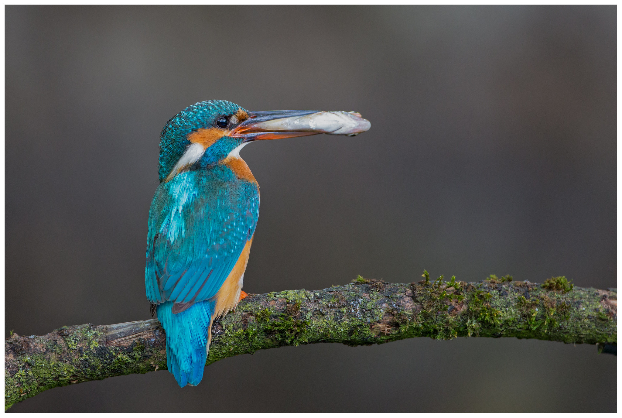 Aves