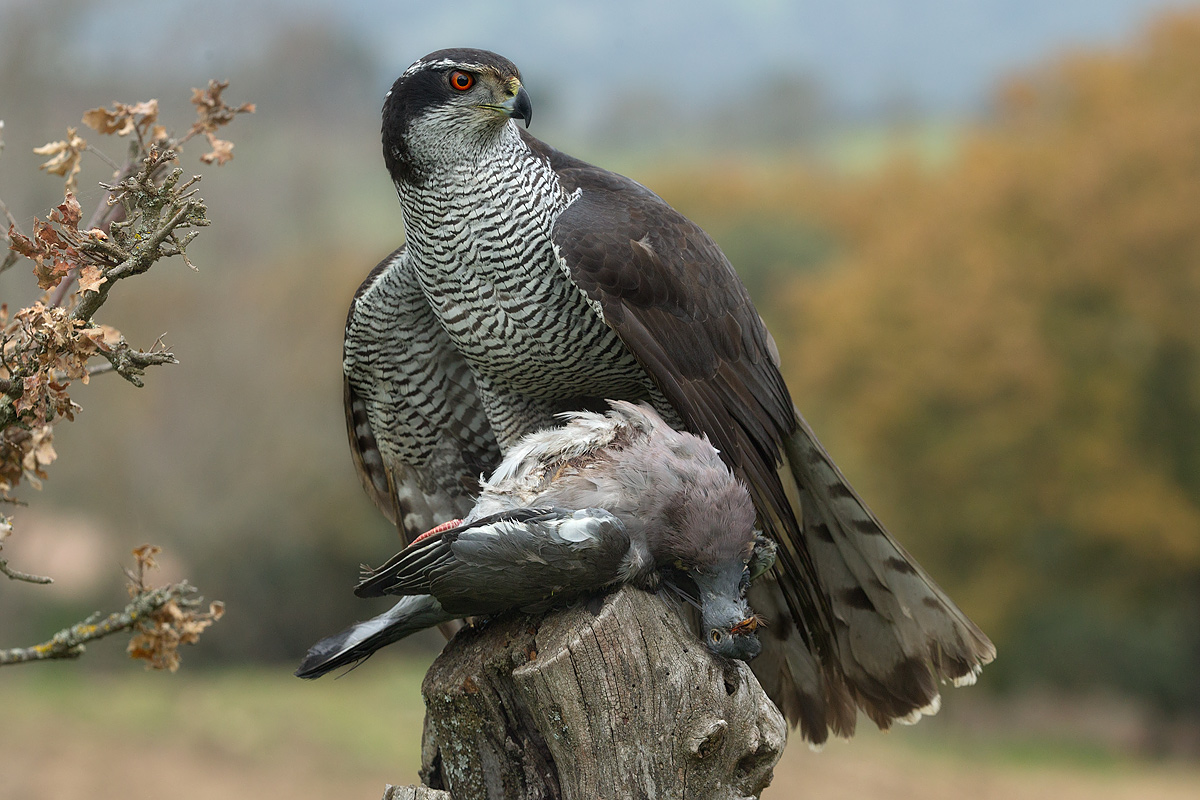 Azor Común (Accipiter gentilis)