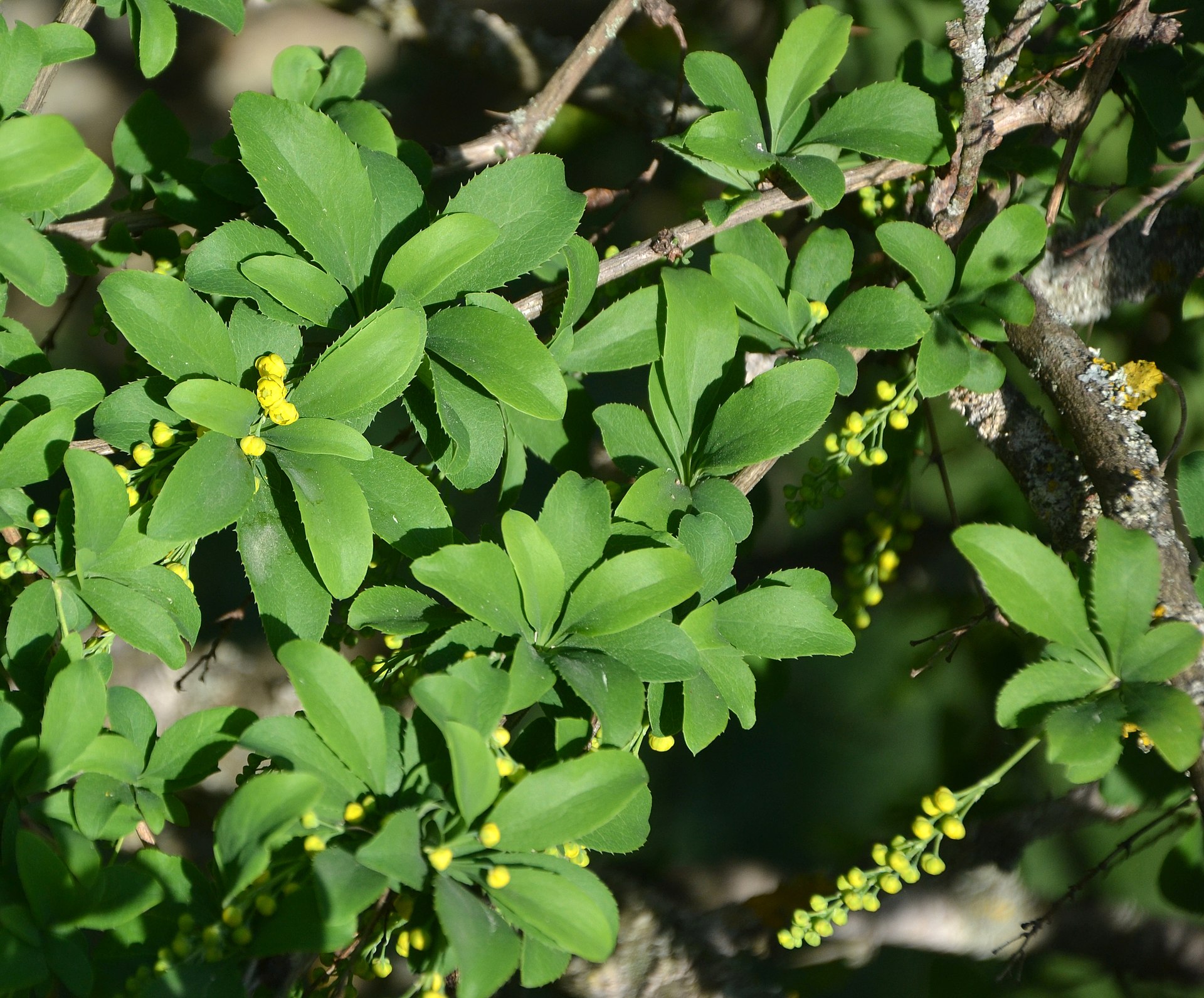 Berberis vulgaris