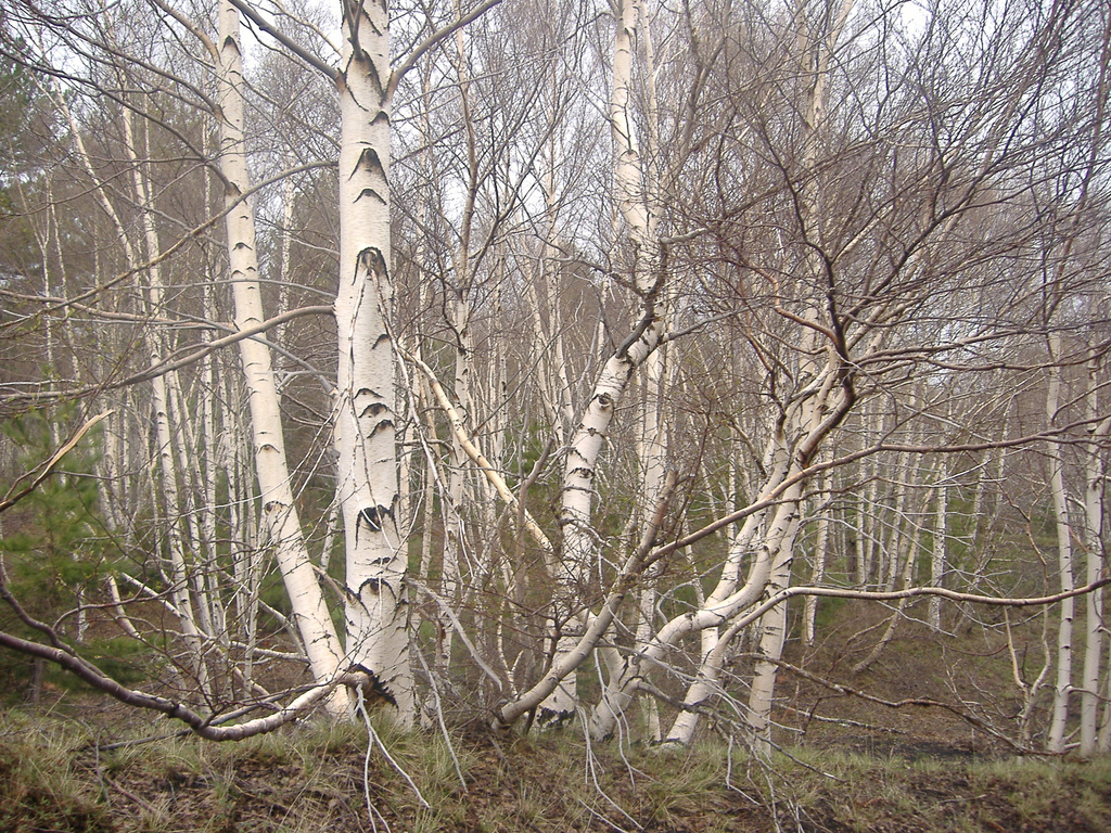 Betula pendula