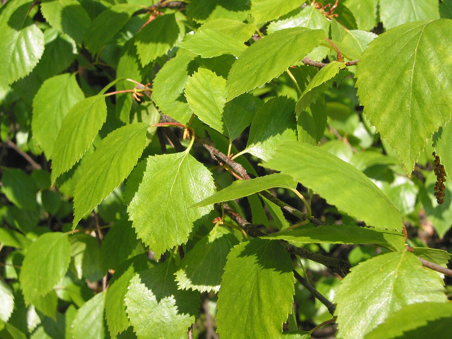Betula pubescens