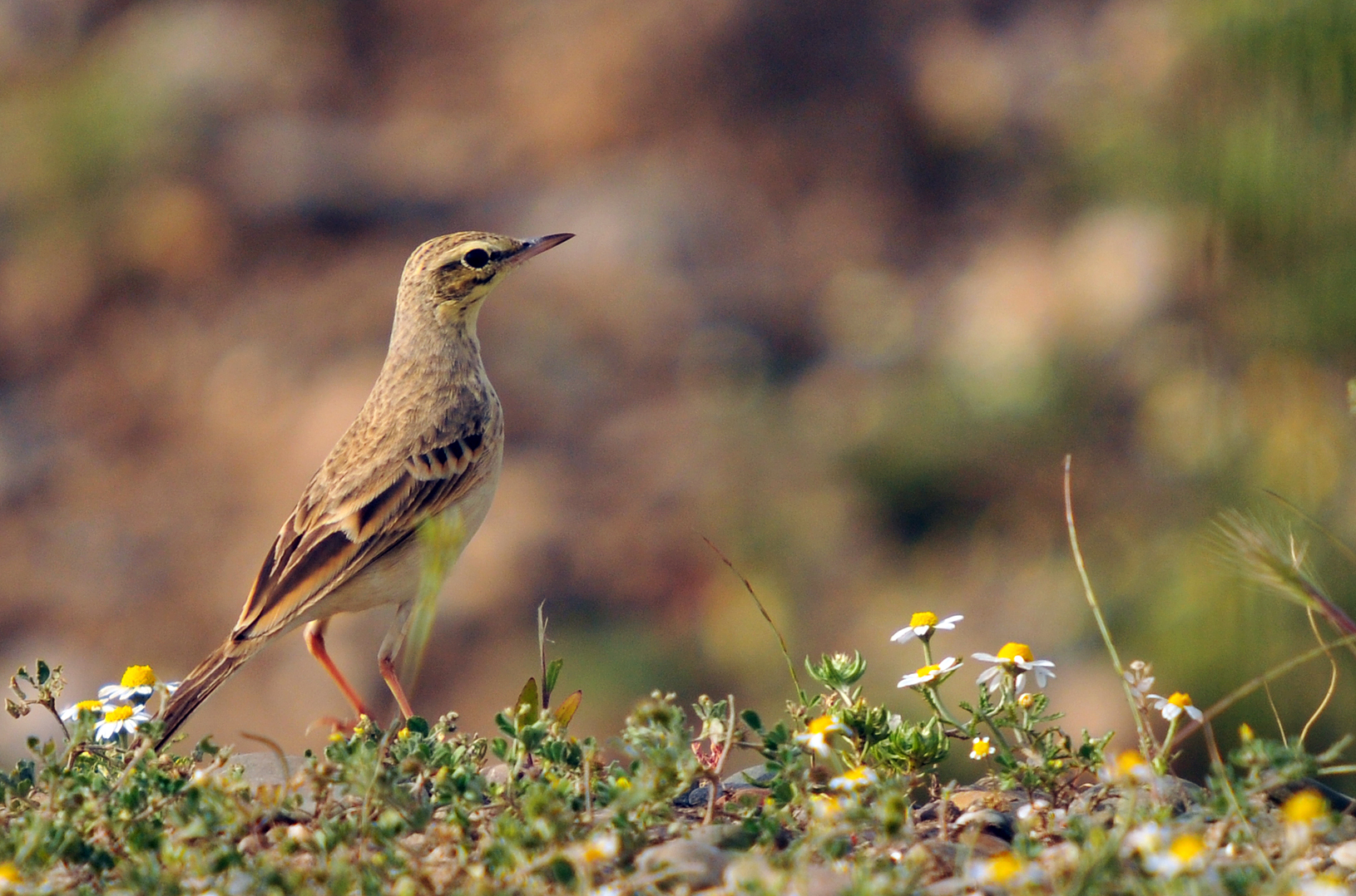 Bisbita Campestre (Anthus campestris)