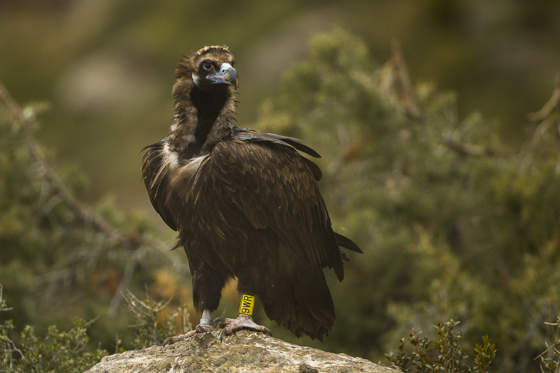 Buitre Negro (Aegypius monachus)