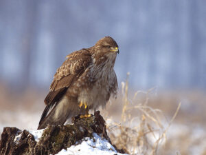 Busardo Ratonero Busardo Ratonero (Buteo buteo) | Fauna | Meteosierra
