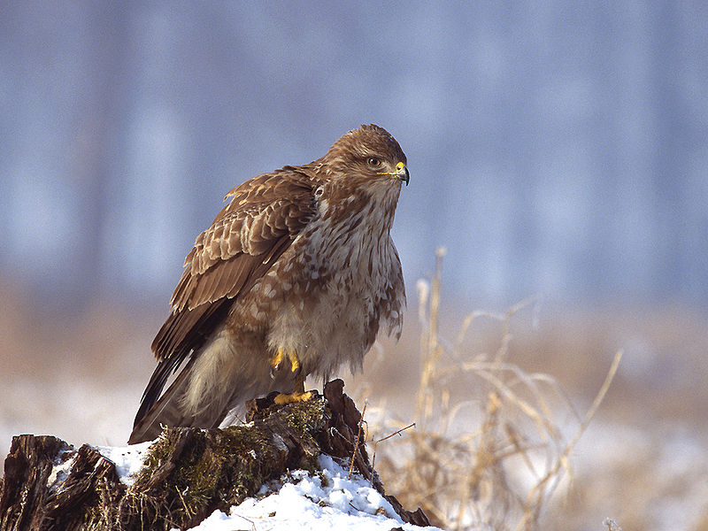 Busardo Ratonero (Buteo buteo)