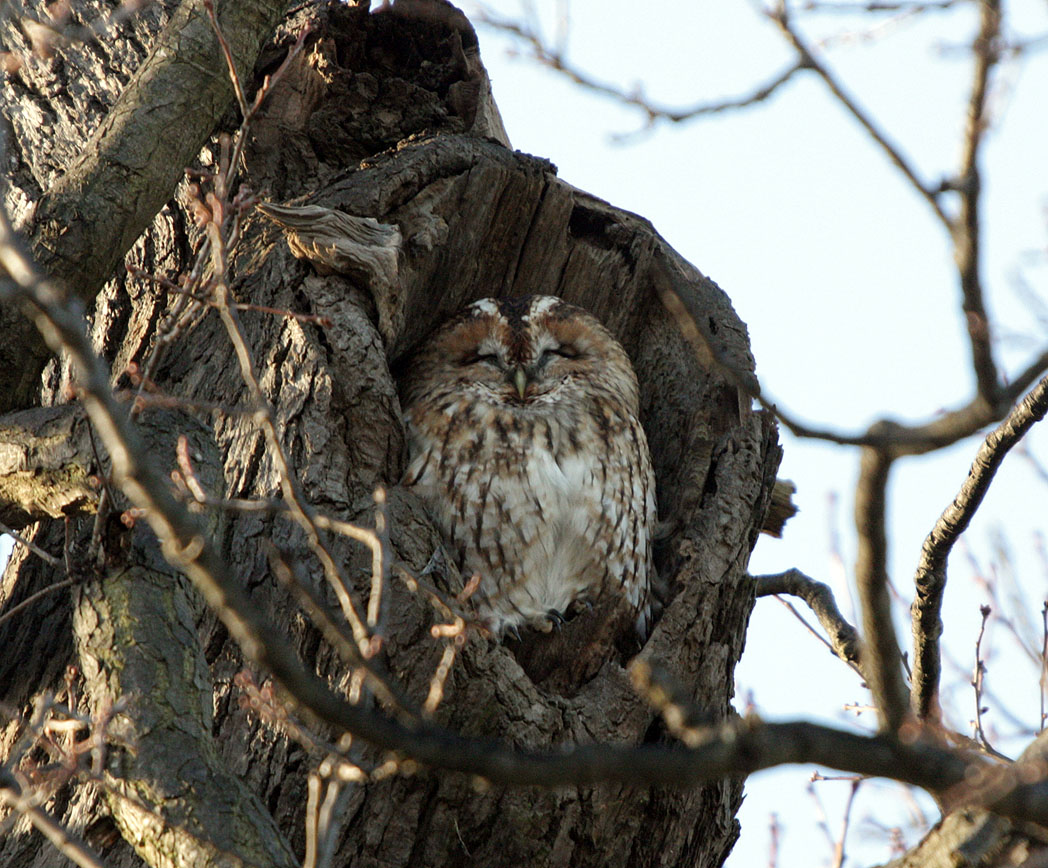 Cárabo Común (Strix aluco)