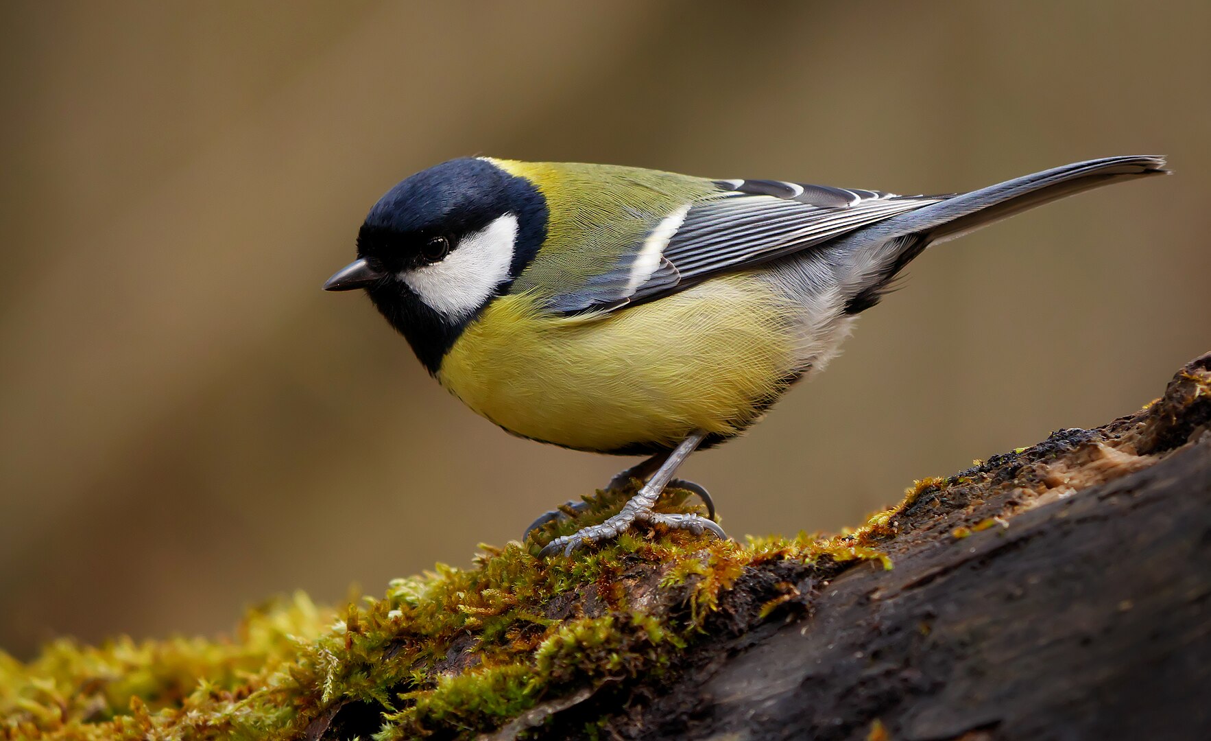 Carbonero Común (Parus major)