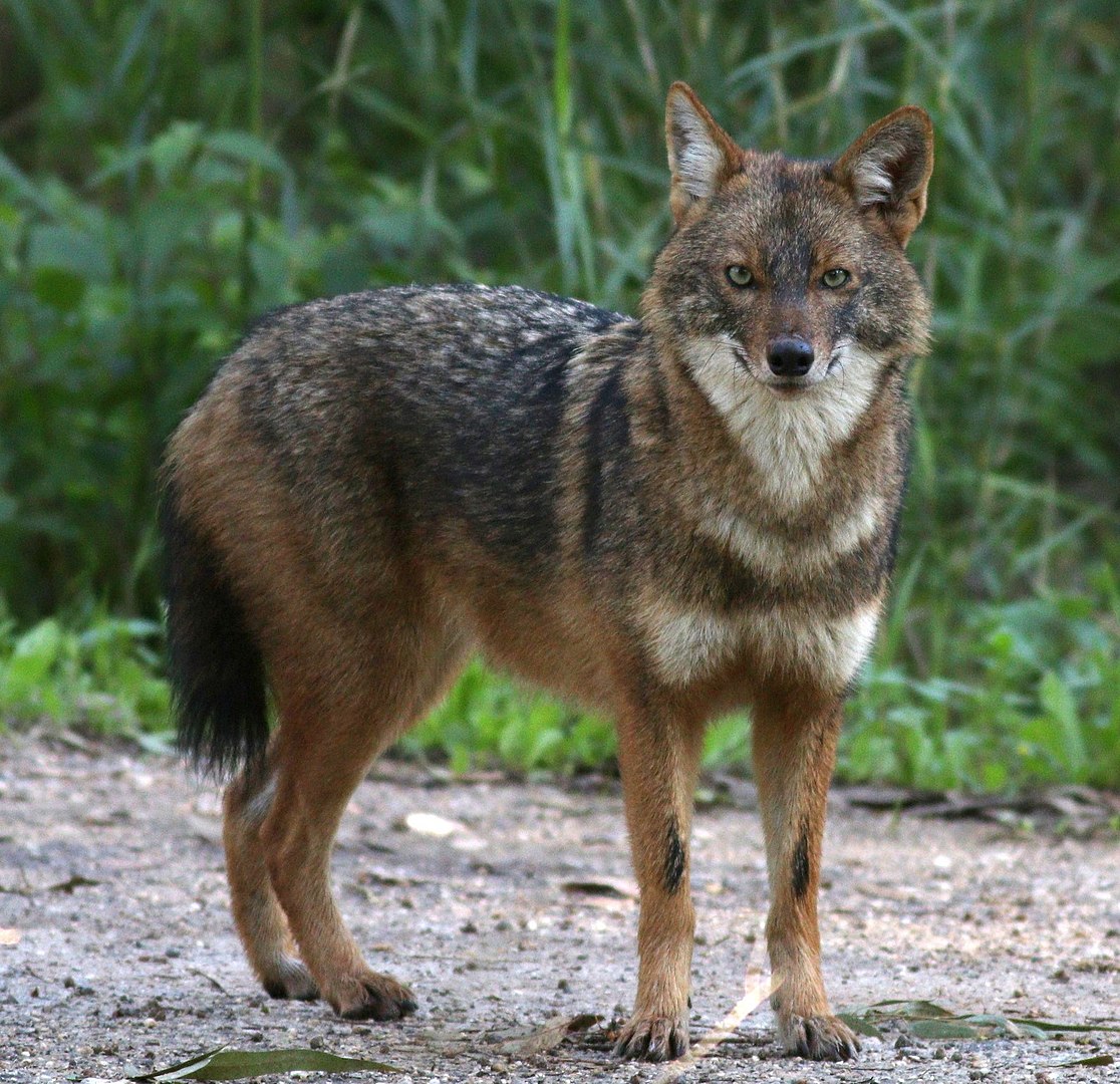 Chacal Dorado (Canis aureus)
