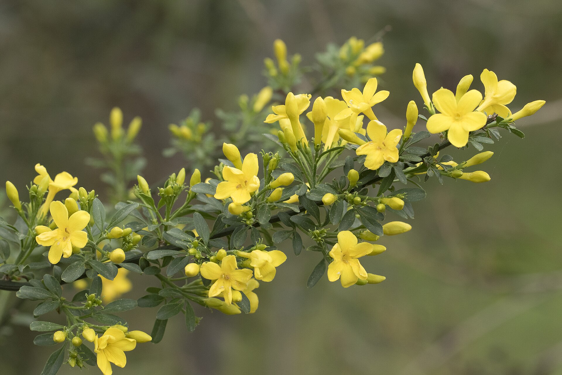 Chrysojasminum fruticans