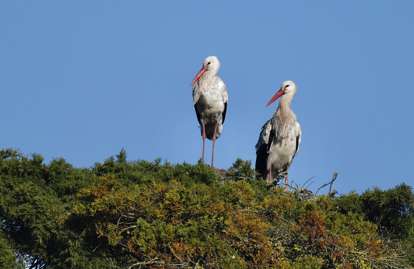 Cigüeña Blanca (Ciconia ciconia)
