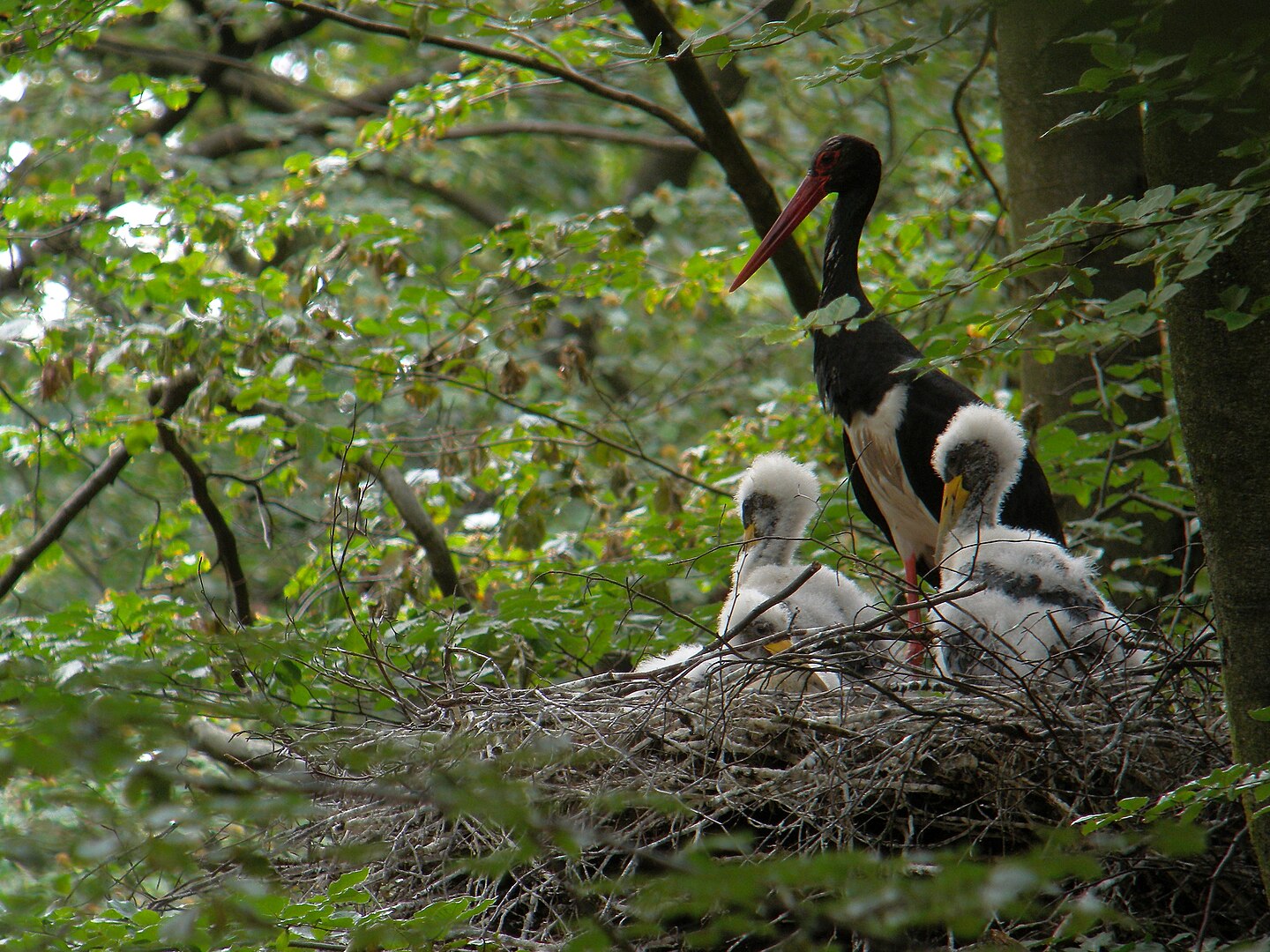Cigüeña Negra (Ciconia nigra)