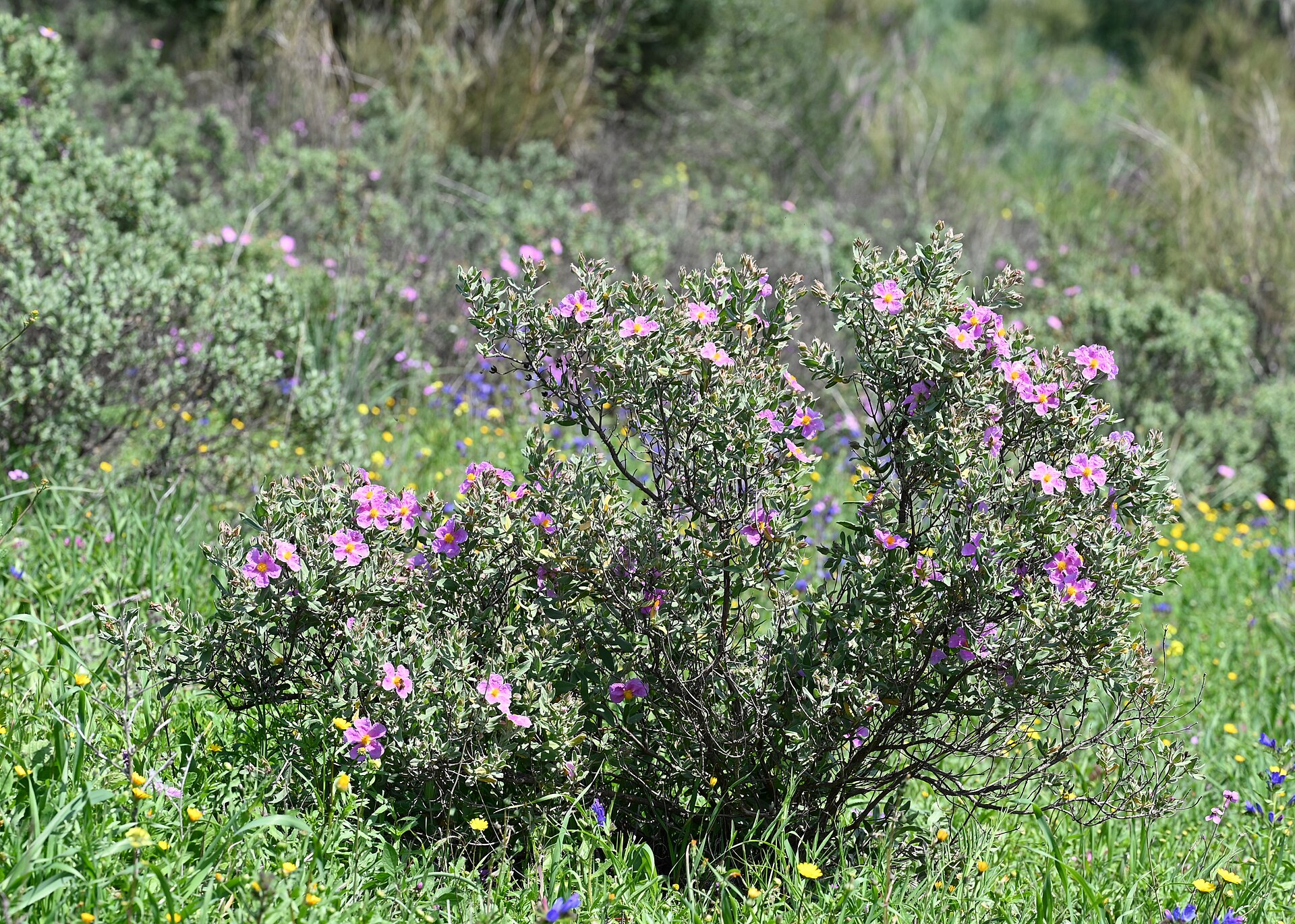 Cistus albidus